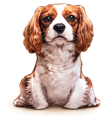 Convierte a tu mascota en un Memelolo.